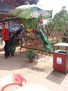 The peacocks and the swing as previously mentioned!