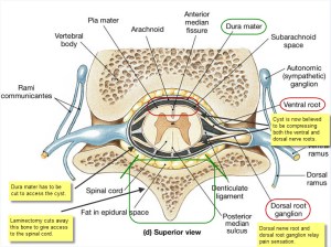 Vertebra Cross Section 