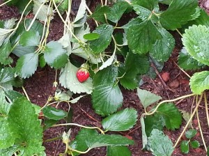 First strawberry
