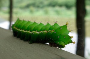 Caterpillar
