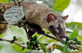 Civet1
